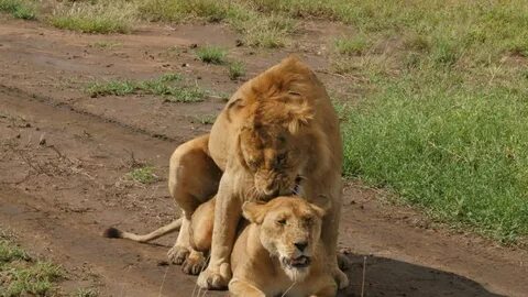 male female lions mating plains serengeti Stock-video (100 %