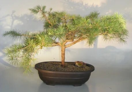 Deodar Cedar 'Snow Sprite' Bonsai Tree(cedrus deodara)