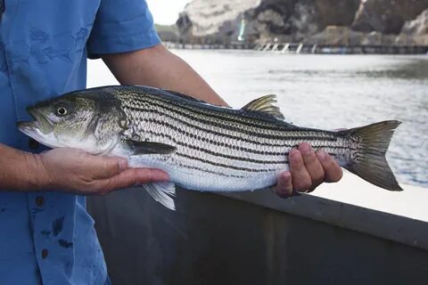 Maryland Anglers Ready to "Rock" for Striped Bass - AllOutdo