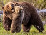 Grizzly bear captured in Grand Teton National Park in Wyomin