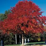 Free Trees for Spring Planting - Roland Park Civic League