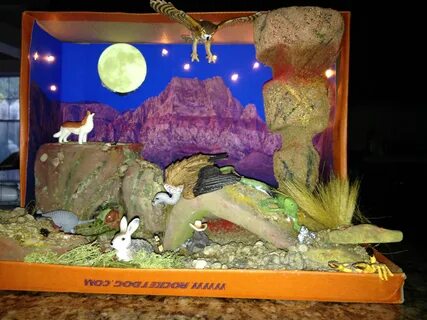 Shoebox Desert Diorama made for 3rd grade project Ecosystems