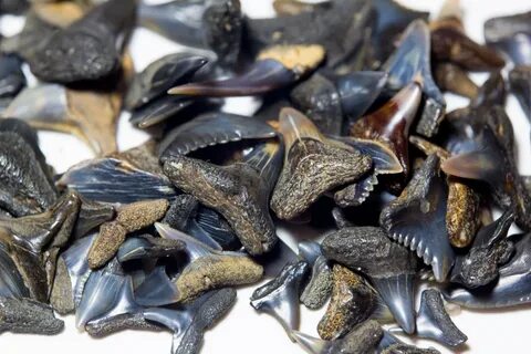 Finding a sharks' tooth is not uncommon in Folly Beach, and 