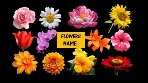 Heres What Industry Insiders Say About Kinds Of Flowers With