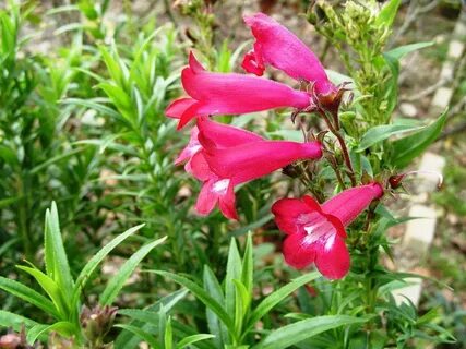 Пенстемон цветок (72 фото)