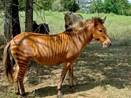 zebroid Zorse, Unusual horse, Unusual animals