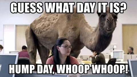 28 Funniest Happy Hump Day Memes That Makes You Fun Funny hu