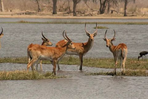 File:Red Lechwe in the Okavango.jpg - Wikimedia Commons