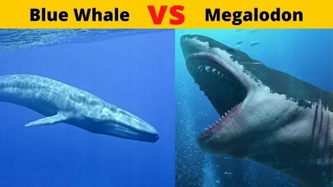 MEGALODON VS BLUE WHALE megalodon vs blue whale world bigges