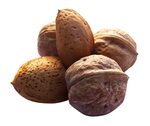 Nut clipart walnut shell, Picture #1765538 nut clipart walnu