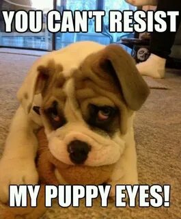 Pin by Bryan Laamoud on Top Funny Dog Images Funny dog image