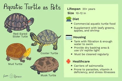 red ear slider age chart - Fomo