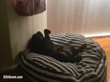 here's a sleepy puppy struggling to get out of bed - GIF on 