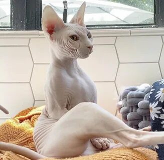 Sphynx Mix With A Regular Cat - 60 photo