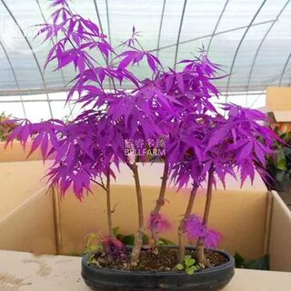 BELLFARM Purple Ghost Japanese Maple Ornamental Tree Seeds, 20 seeds, profe...
