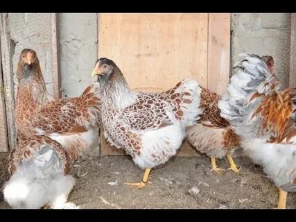 Considering Wyandotte chickens? The 13 things you must know 