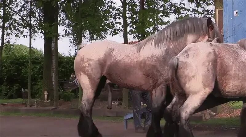 Horse breeding 3 - Belgian draft horse mating gif on Make a 