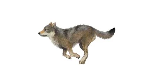 Gif cover Wolf running, Animation sketches, Running gif