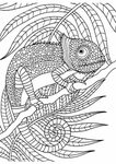Chameleon Coloring Page For Adults - ninfieldce