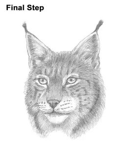 How to Draw a Lynx (Head Detail) VIDEO & Step-by-Step Pictur