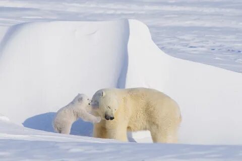 Shell stops drilling in Alaska's Chukchi Sea after long envi