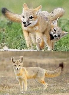 Kit Fox - Big Ears in the Desert Fox, Desert animals, Cat ca