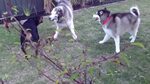 Rottweiler vs Alaskan malamutes - YouTube