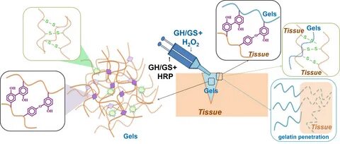 Frontiers Enhanced tissue adhesiveness of injectable gelatin