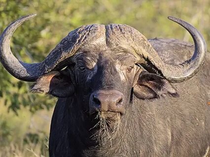 HD wallpaper: buffalo, head, horns, massive, beast, dangerou