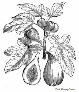 fig drawing - Google Search Fig drawing, Drawings, Fig