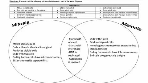 37 Meiosis And Mitosis Venn Diagram - 2022 Diagram For You