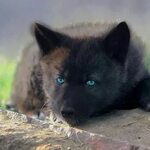 Black wolf pup Filhote de lobo, Fotos de animais selvagens, 
