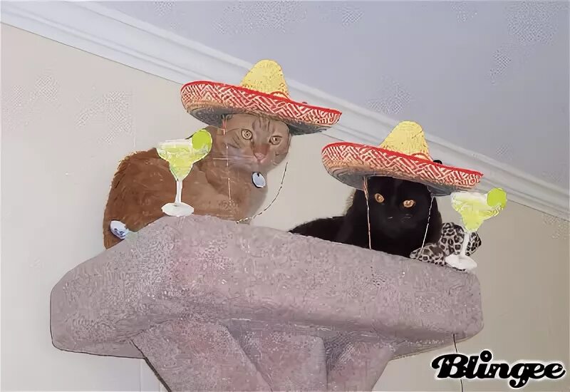 Feliz Cinco De Mayo - The Island Cats…Every Cat wants to be 