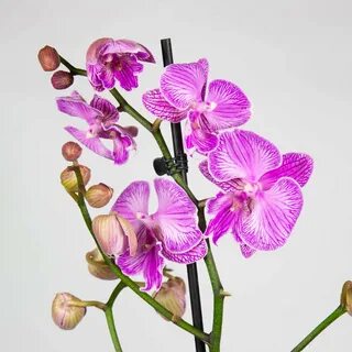 Купить орхидею Биг Лип в интернет-магазине