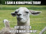 Funny llama Memes