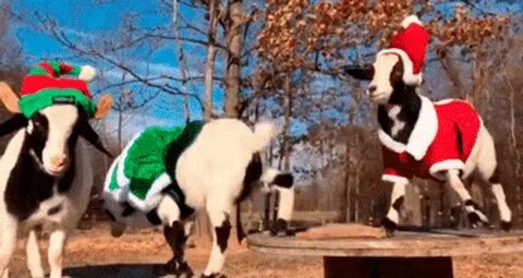 Goats Christmas GIF - Goats Christmas Christmasgoats - Disco