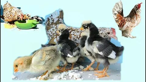 Altai Bantam, hen and chickens Алтайская Бентамка, курочка с