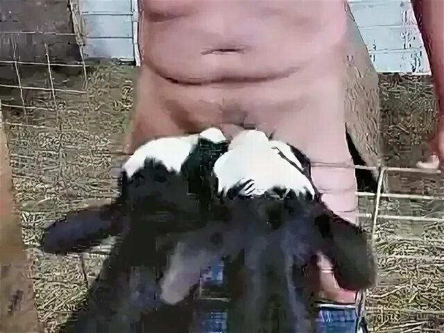 Cow Sucking Dick Porn Sex Pictures Pass