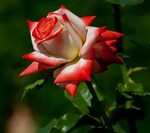 Сорт розы рафаэлло (74 фото)