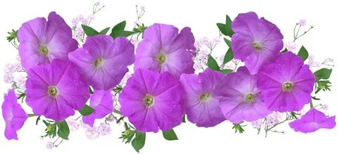 Petunias Png Clipart - Large Size Png Image - PikPng