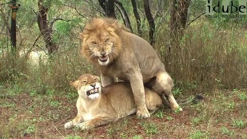 WILDlife: Lions Pairing In The Rain - YouTube