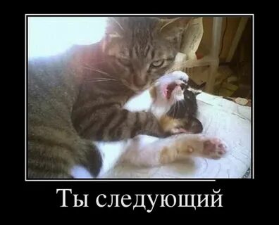 #Ливерпуль беспощаден. #коты - Killing - Sports.ru