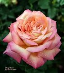 Today's bloom is Hybrid Tea Rose 'Falling In Love' (Rosa