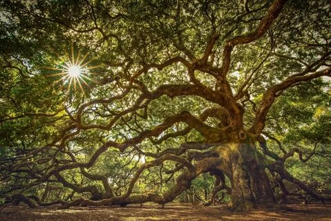 Angel Oak Tree HD Wallpapers and Backgrounds