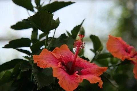 File:Hibiscus rosa-sinensis Erin Rachael 1zz.jpg - Wikimedia