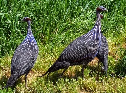 the fun bank: GUINEA FOWL photos - wallpapers