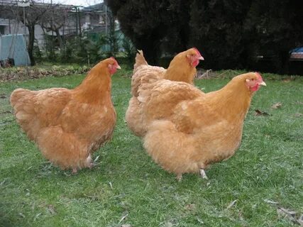 Poultry: Orpington Archives Chicken pictures, Buff orpington