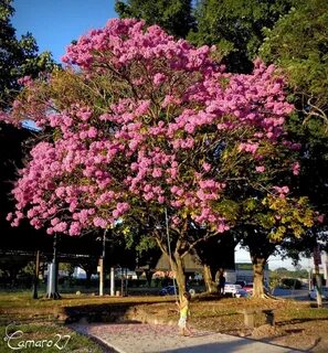 Municipio de Santa Tecla Plants, Photography, Art