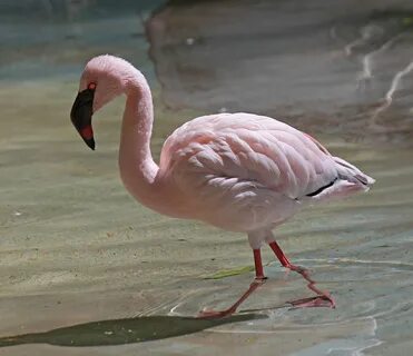 Flamingo Chick - 67 photo