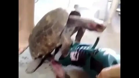 Черепах гигант секса watch online